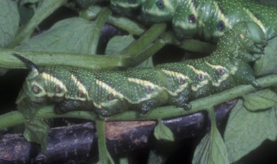 a tomato hornworm on sitting on the leaf of a tomato plant. the hornworm is green with white stripes and a dark blue or black horn